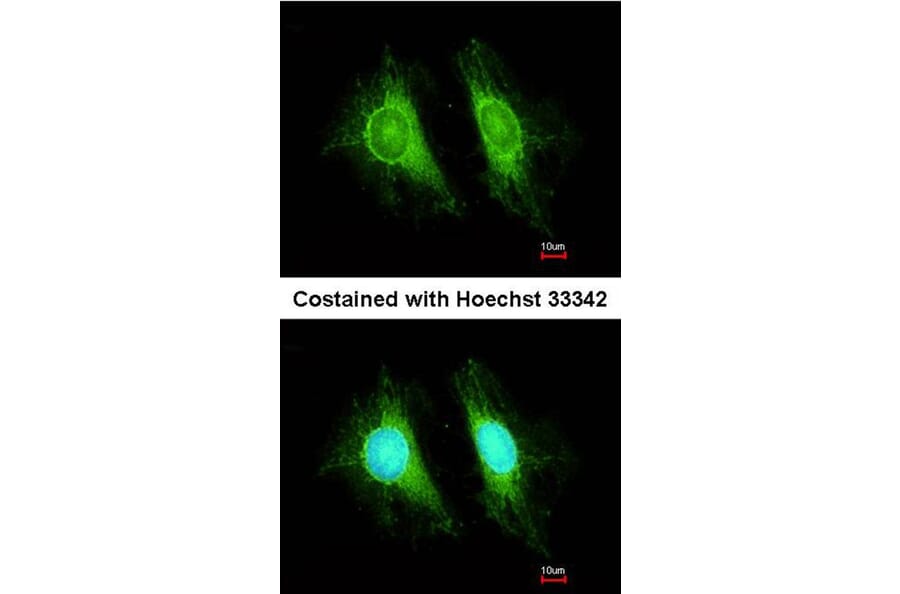 Immunofluorescence - UGT2B7 antibody from Signalway Antibody (23075) - Antibodies.com
