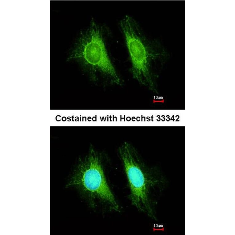 Immunofluorescence - UGT2B7 antibody from Signalway Antibody (23075) - Antibodies.com