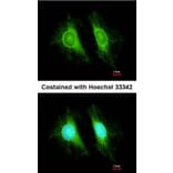 Immunofluorescence - UGT2B7 antibody from Signalway Antibody (23075) - Antibodies.com