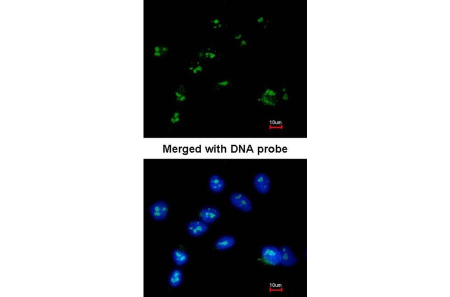 Immunofluorescence - RASSF2 antibody from Signalway Antibody (23100) - Antibodies.com