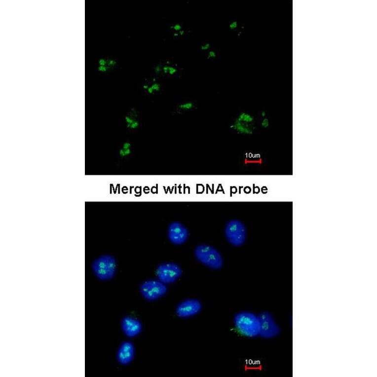 Immunofluorescence - RASSF2 antibody from Signalway Antibody (23100) - Antibodies.com