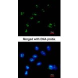 Immunofluorescence - RASSF2 antibody from Signalway Antibody (23100) - Antibodies.com