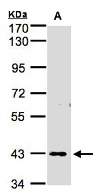 Sample (30 µg whole cell lysate) H12997.5% SDS PAGE Primary antibody diluted at 1: 1000
