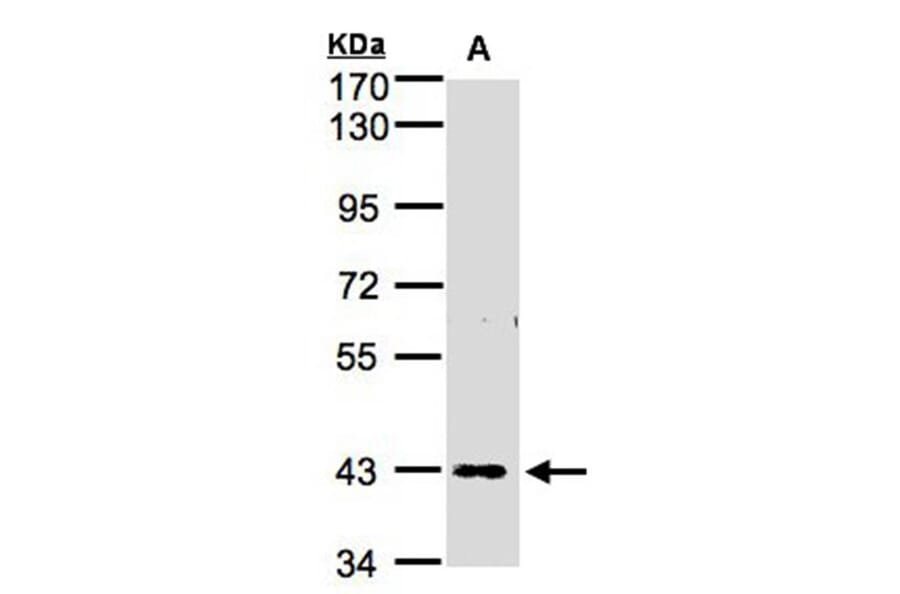 ZNF211 antibody from Signalway Antibody (23109) - Antibodies.com