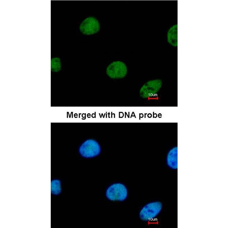 Immunofluorescence - ZNF211 antibody from Signalway Antibody (23109) - Antibodies.com