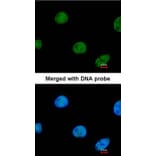 Immunofluorescence - ZNF211 antibody from Signalway Antibody (23109) - Antibodies.com