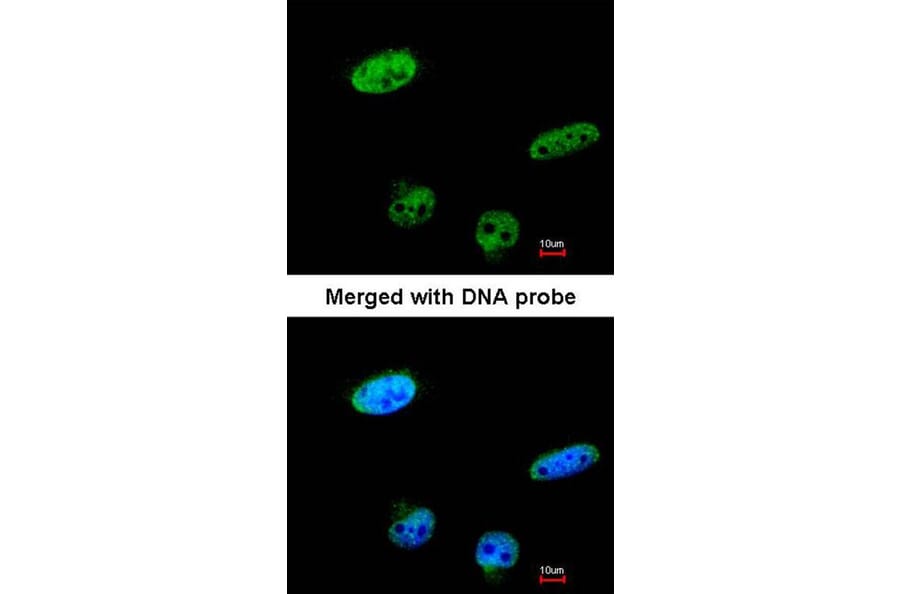 Immunofluorescence - RASSF1 antibody from Signalway Antibody (23115) - Antibodies.com
