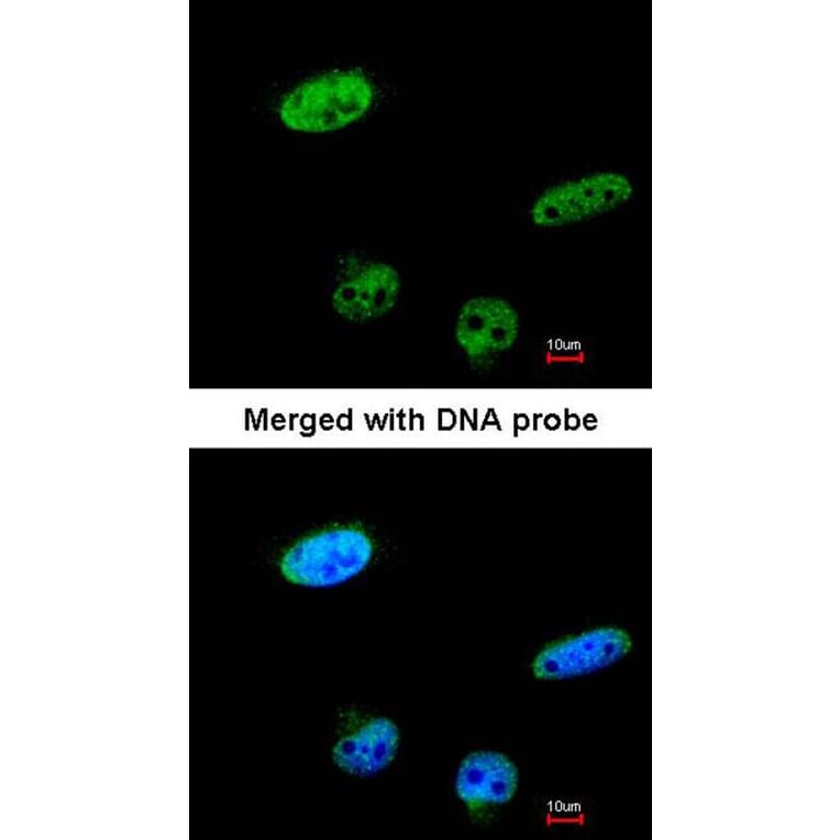 Immunofluorescence - RASSF1 antibody from Signalway Antibody (23115) - Antibodies.com