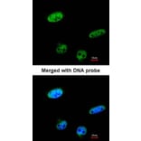Immunofluorescence - RASSF1 antibody from Signalway Antibody (23115) - Antibodies.com