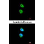 Immunofluorescence - CAMK1D antibody from Signalway Antibody (23143) - Antibodies.com