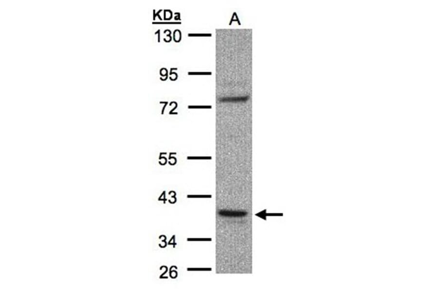 CCDC68 antibody from Signalway Antibody (23155) - Antibodies.com