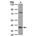 CCDC68 antibody from Signalway Antibody (23155) - Antibodies.com