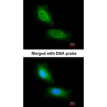 Immunofluorescence - CCDC68 antibody from Signalway Antibody (23155) - Antibodies.com