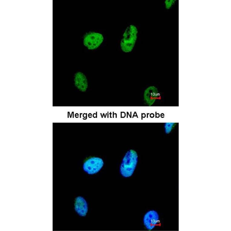 Immunofluorescence - TATDN1 antibody from Signalway Antibody (23157) - Antibodies.com