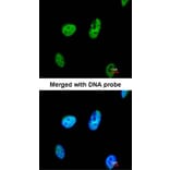 Immunofluorescence - TATDN1 antibody from Signalway Antibody (23157) - Antibodies.com