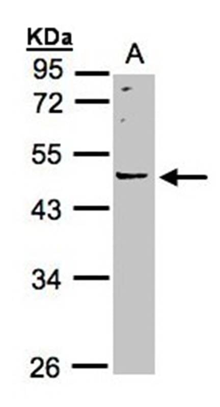 Sample (30 µg whole cell lysate) A43110% SDS PAGE Primary antibody diluted at 1: 500