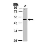 LRRC43 antibody from Signalway Antibody (23179) - Antibodies.com