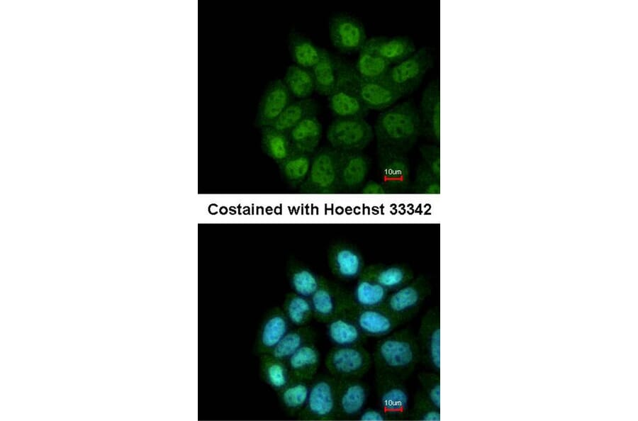 Immunofluorescence - LRRC43 antibody from Signalway Antibody (23179) - Antibodies.com