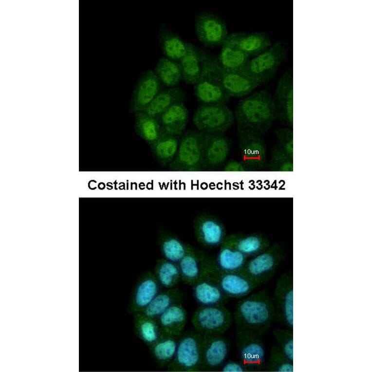 Immunofluorescence - LRRC43 antibody from Signalway Antibody (23179) - Antibodies.com