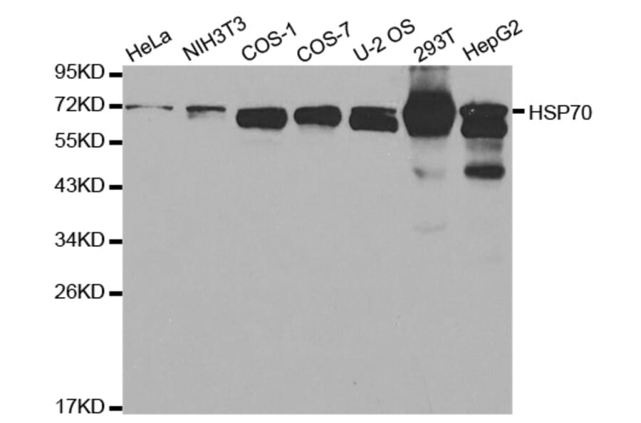 Western blot - HSPA1A Antibody from Signalway Antibody (32062) - Antibodies.com