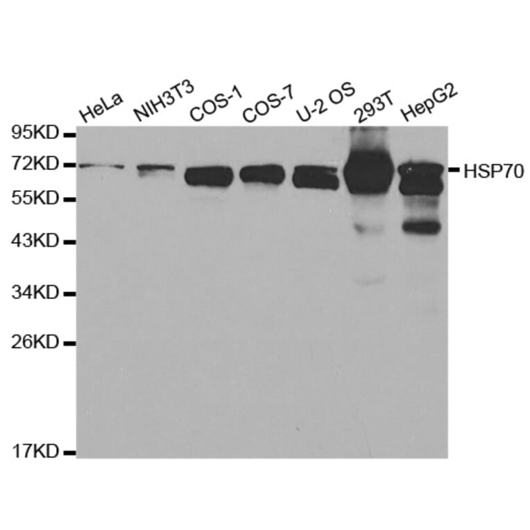 Western blot - HSPA1A Antibody from Signalway Antibody (32062) - Antibodies.com