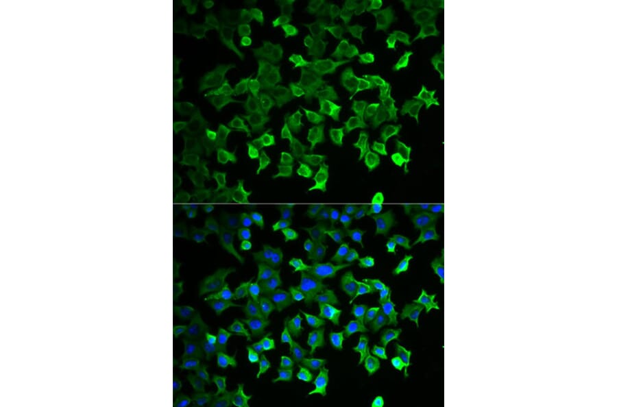 Immunofluorescence - HSPA1A Antibody from Signalway Antibody (32062) - Antibodies.com