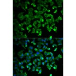 Immunofluorescence - HSPA1A Antibody from Signalway Antibody (32062) - Antibodies.com