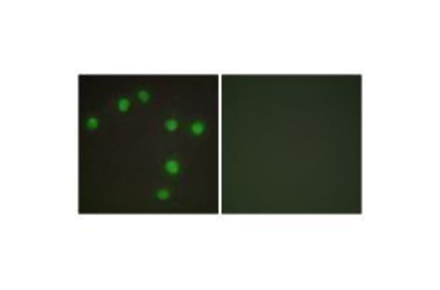 Immunofluorescence - NKX6.3 Antibody from Signalway Antibody (33553) - Antibodies.com