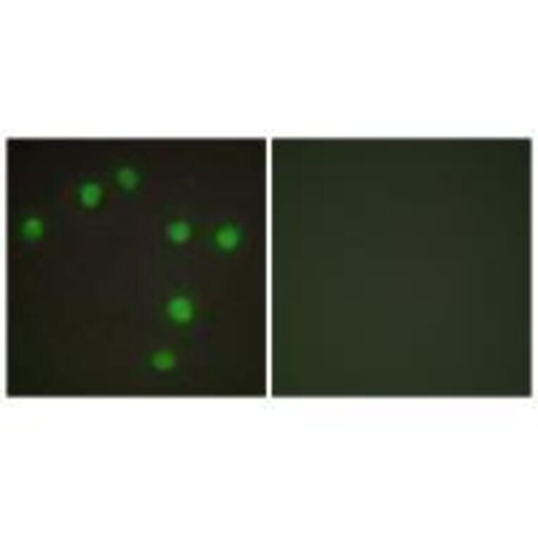 Immunofluorescence - NKX6.3 Antibody from Signalway Antibody (33553) - Antibodies.com