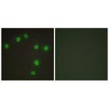 Immunofluorescence - NKX6.3 Antibody from Signalway Antibody (33553) - Antibodies.com