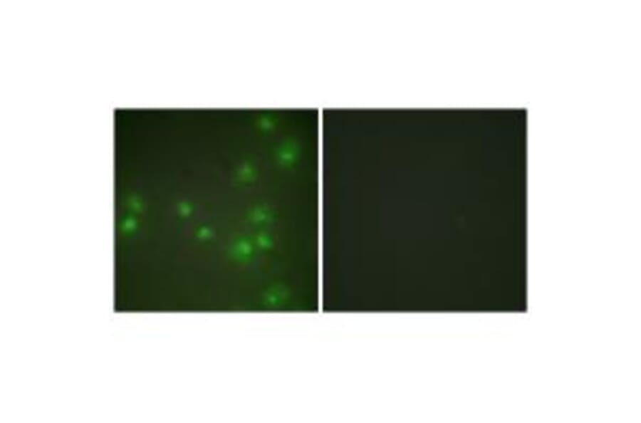 Immunofluorescence - ZNF265 Antibody from Signalway Antibody (33627) - Antibodies.com