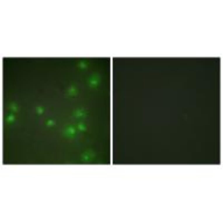 Immunofluorescence - ZNF265 Antibody from Signalway Antibody (33627) - Antibodies.com