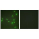 Immunofluorescence - ZNF265 Antibody from Signalway Antibody (33627) - Antibodies.com