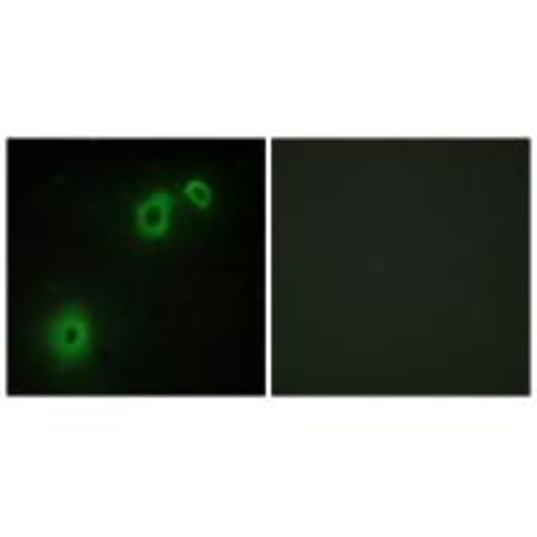 Immunofluorescence - TNR16 Antibody from Signalway Antibody (33659) - Antibodies.com