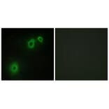 Immunofluorescence - TNR16 Antibody from Signalway Antibody (33659) - Antibodies.com