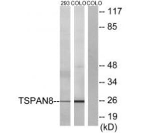Western blot - TSPAN8 Antibody from Signalway Antibody (33705) - Antibodies.com