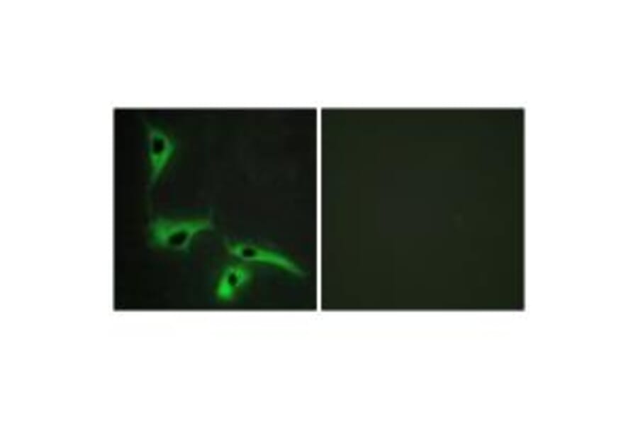 Immunofluorescence - TSPAN8 Antibody from Signalway Antibody (33705) - Antibodies.com