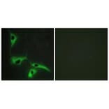 Immunofluorescence - TSPAN8 Antibody from Signalway Antibody (33705) - Antibodies.com