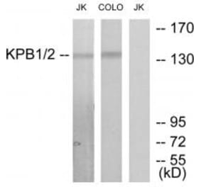 Western blot - KPB1/2 Antibody from Signalway Antibody (33776) - Antibodies.com