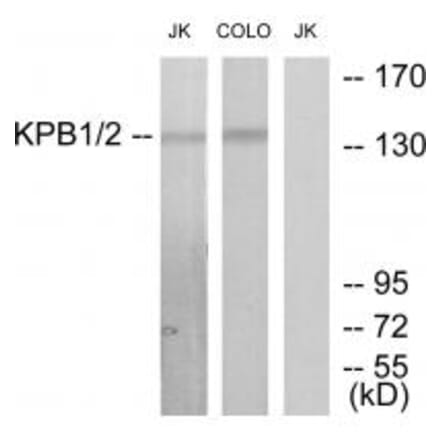 Western blot - KPB1/2 Antibody from Signalway Antibody (33776) - Antibodies.com