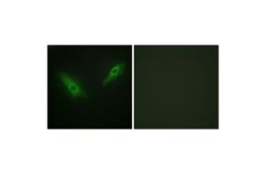 Immunofluorescence - KPB1/2 Antibody from Signalway Antibody (33776) - Antibodies.com