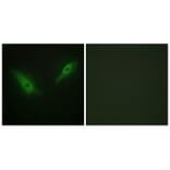 Immunofluorescence - KPB1/2 Antibody from Signalway Antibody (33776) - Antibodies.com