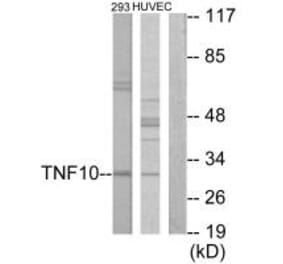 Western blot - CD253 Antibody from Signalway Antibody (33792) - Antibodies.com