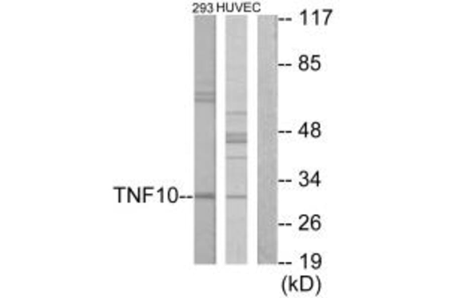 Western blot - CD253 Antibody from Signalway Antibody (33792) - Antibodies.com