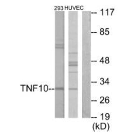 Western blot - CD253 Antibody from Signalway Antibody (33792) - Antibodies.com