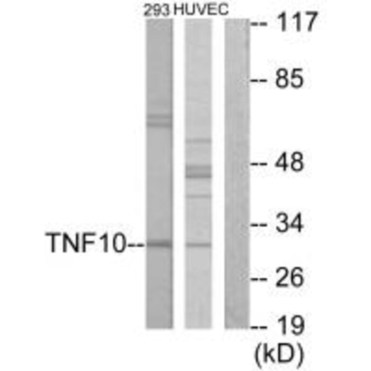 Western blot - CD253 Antibody from Signalway Antibody (33792) - Antibodies.com