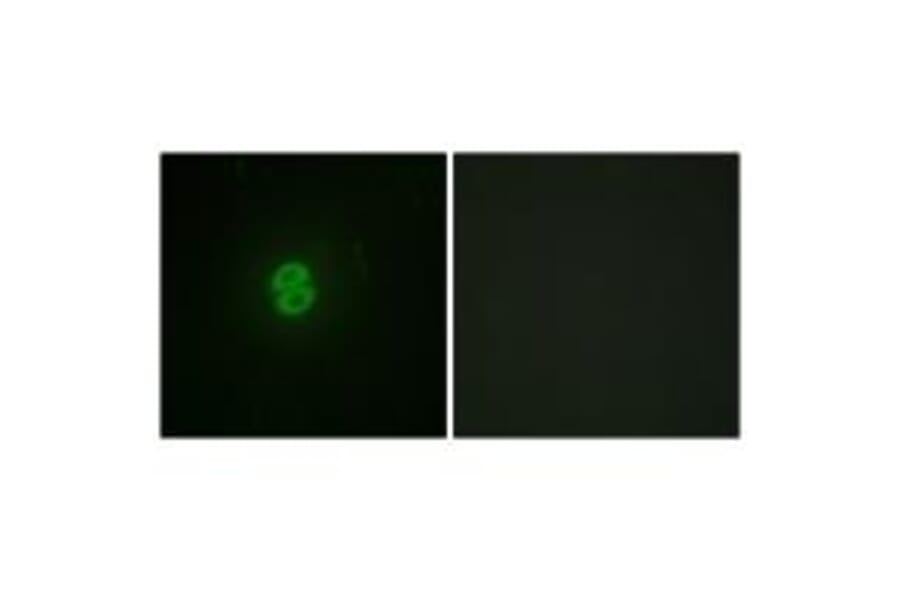 Immunofluorescence - CD253 Antibody from Signalway Antibody (33792) - Antibodies.com