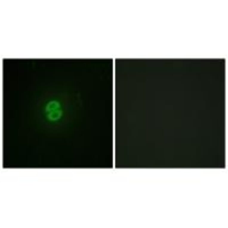 Immunofluorescence - CD253 Antibody from Signalway Antibody (33792) - Antibodies.com