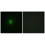 Immunofluorescence - CD253 Antibody from Signalway Antibody (33792) - Antibodies.com