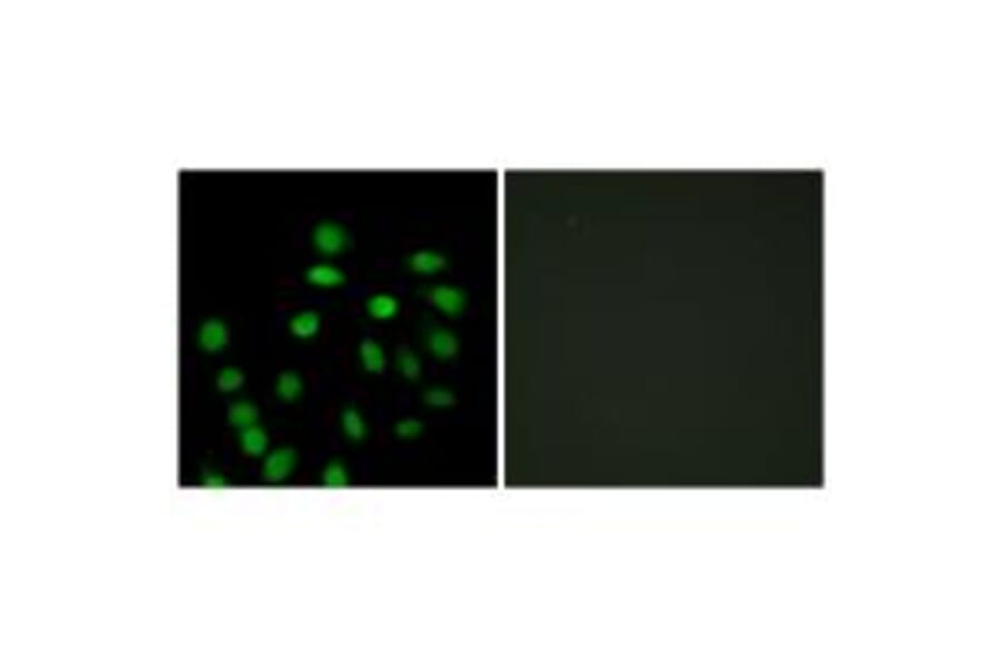Immunofluorescence - SCAND1 Antibody from Signalway Antibody (33828) - Antibodies.com